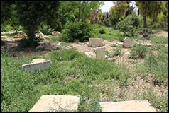 Une image contenant plein air, arbre, herbe, Plante couvre-sol

Le contenu g�n�r� par l�IA peut �tre incorrect.