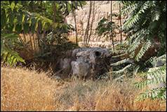 Une image contenant plein air, arbre, herbe, jungle

Description gnre automatiquement